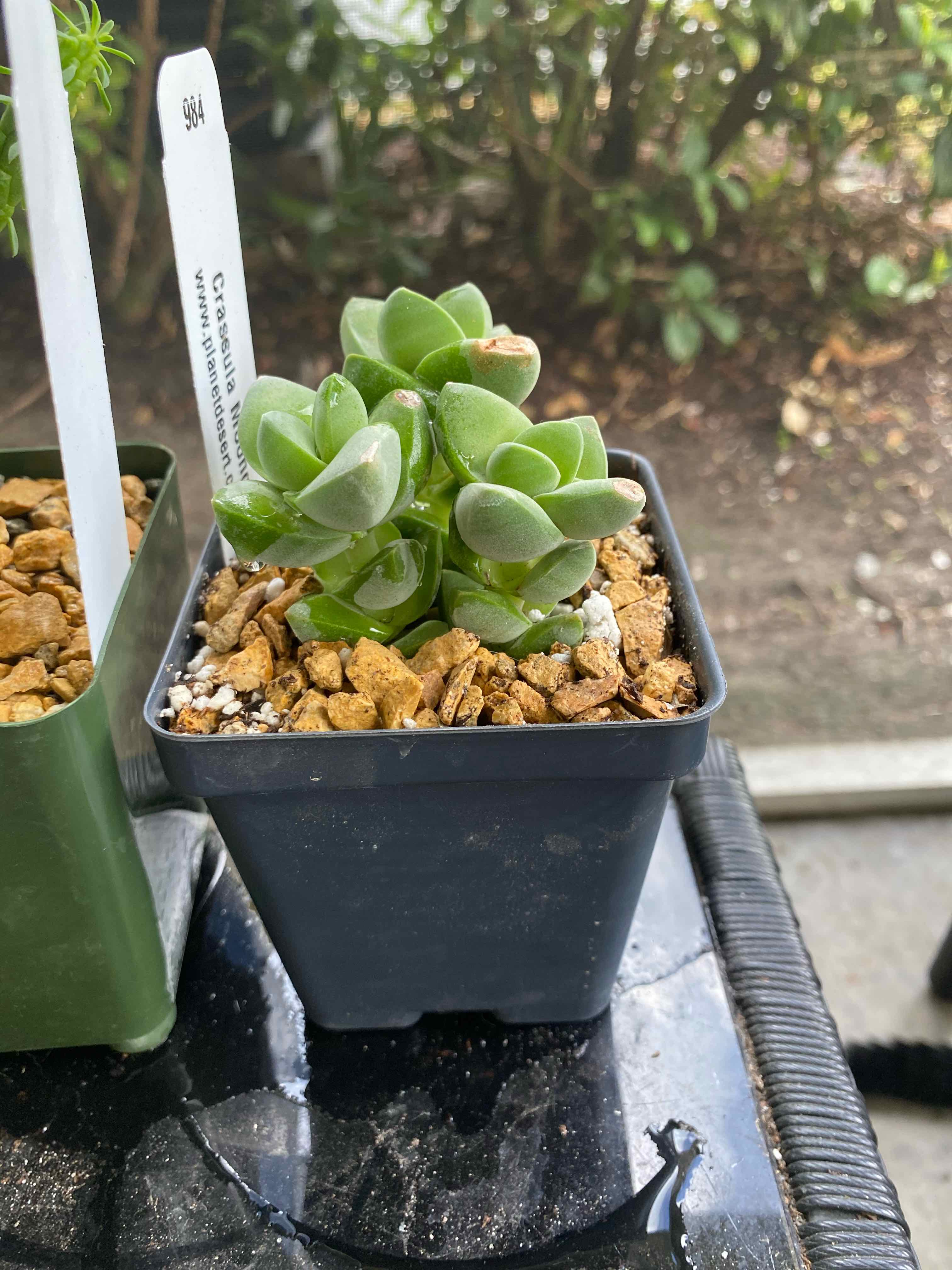 Crassula 'Moonglow' plant in a small pot with visible soil, well-framed and in focus.