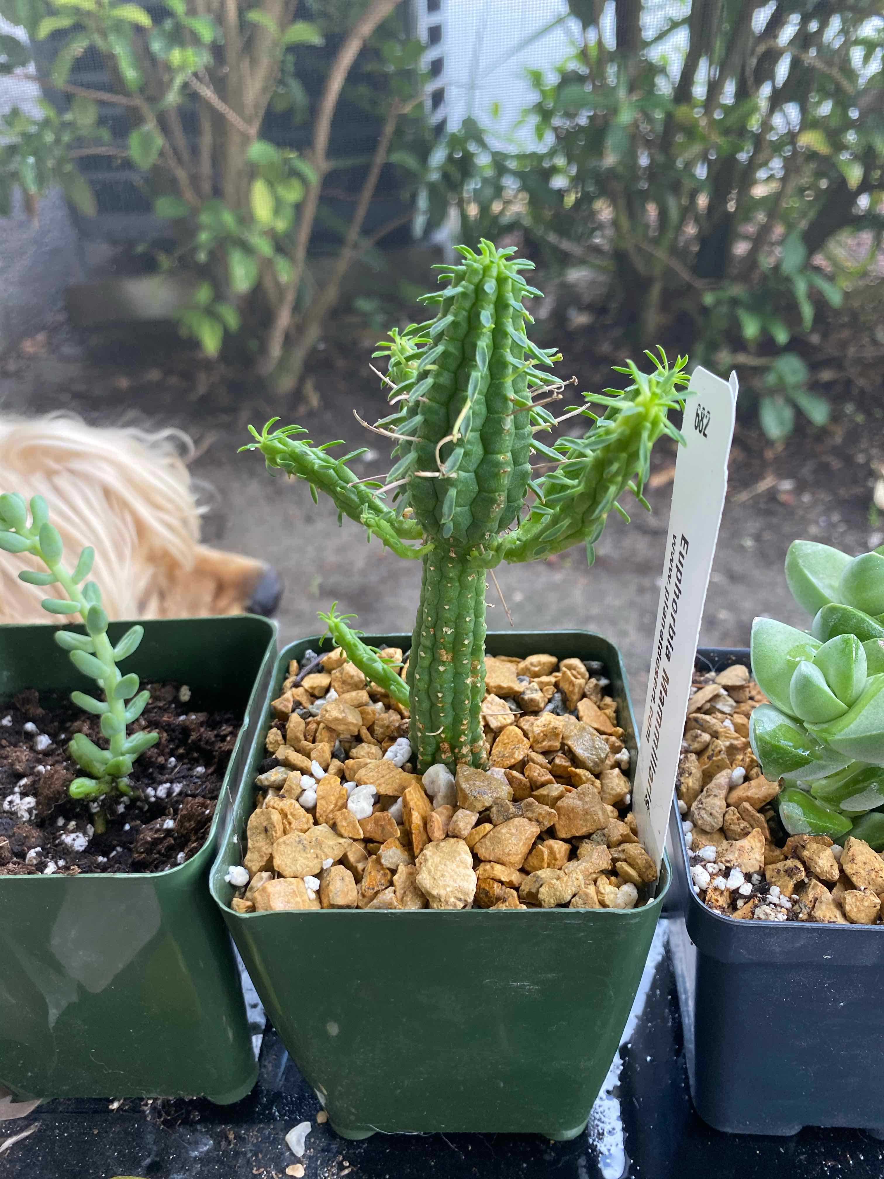 Corncob Cactus in a pot with rocky soil, surrounded by other plants.