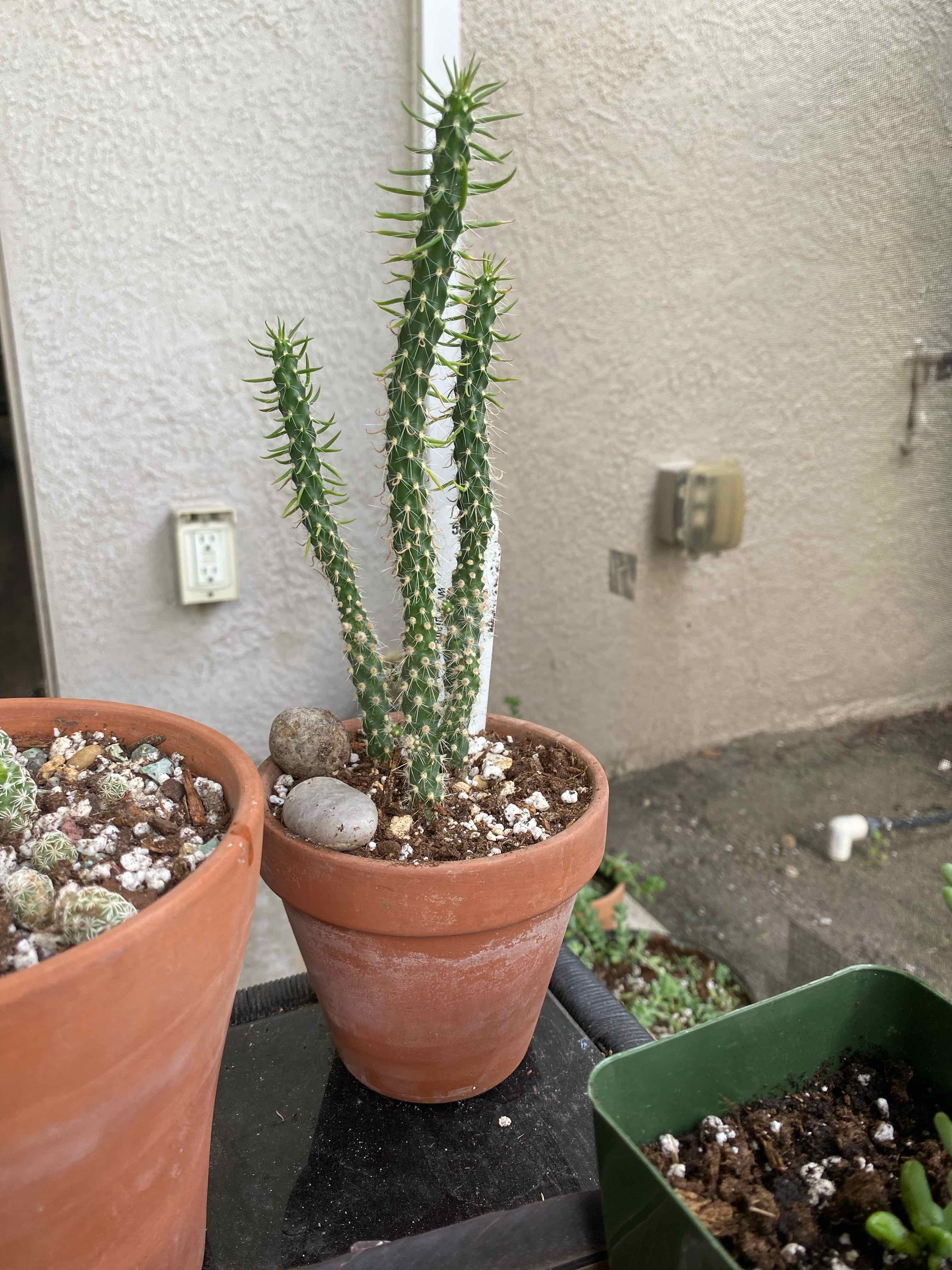 Cane Cholla plant in a terracotta pot with visible soil, well-framed and in focus.