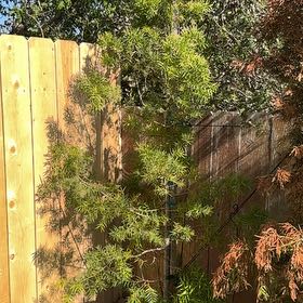 Plant care for Podocarpus on Greg, the plant care app