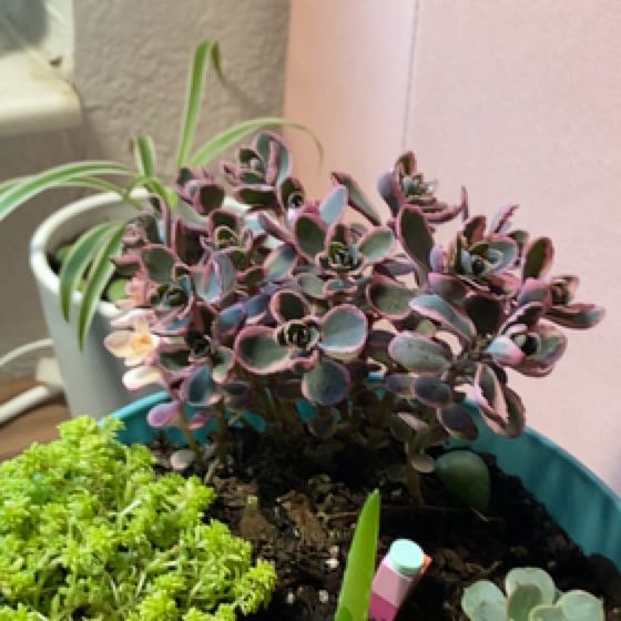 Photo of the plant species Sedum Dream Dazzler by @RegalWineberry named Demi on Greg, the plant care app