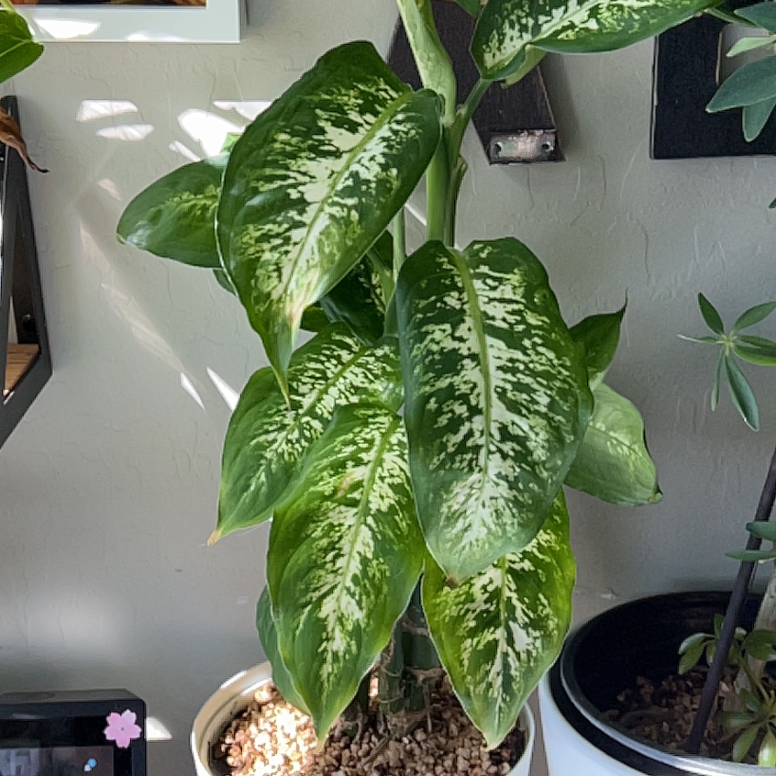 Healthy Dieffenbachia houseplant with lush green and white variegated foliage in a dark pot, situated in an indoor setting.
