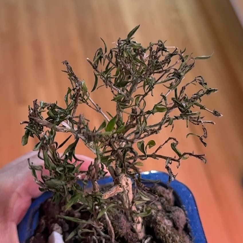 Photo of the plant species Kyoto Serissa by @SuperEnglishivy named Gaga on Greg, the plant care app