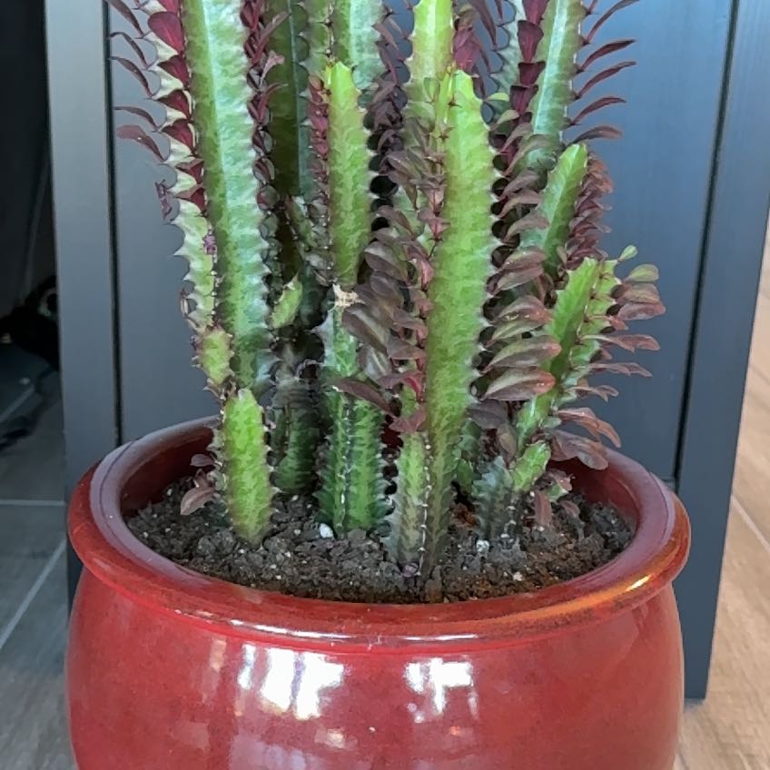Photo of the plant species Royal Red African Milk Tree by @MeekRamarama named Eugene on Greg, the plant care app