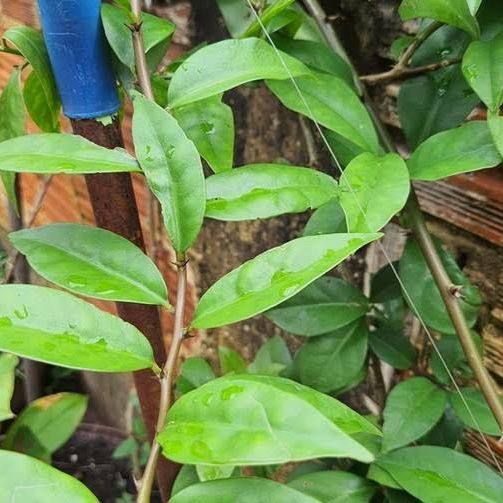Photo of the plant species Barbados Gooseberry by @MasterYuzutree named Forrest on Greg, the plant care app