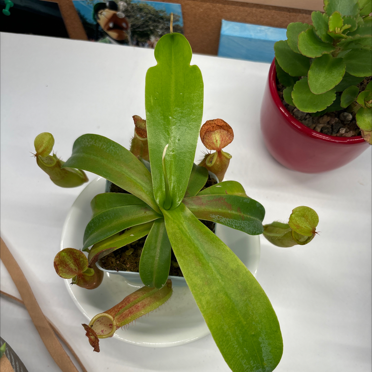 Photo of the plant species Pitcher Plant by @Newplantgal2023 named Drake on Greg, the plant care app