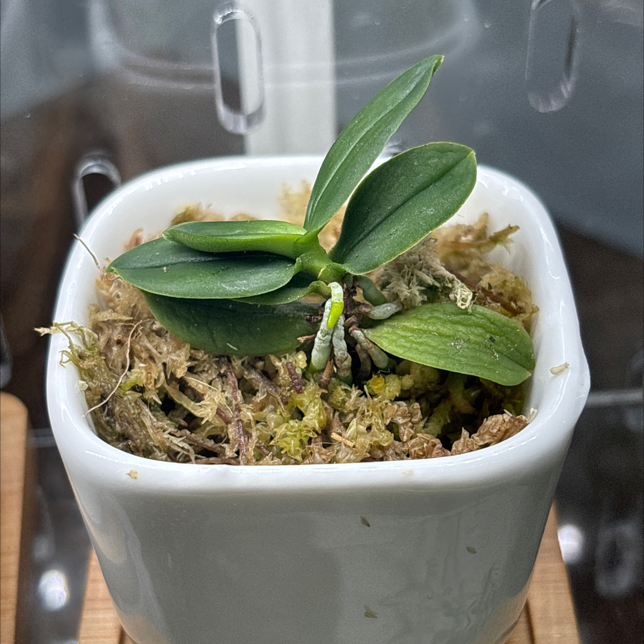 Photo of the plant species Taiwan Fragrant Orchid by @Newplantgal2023 named Sahara on Greg, the plant care app