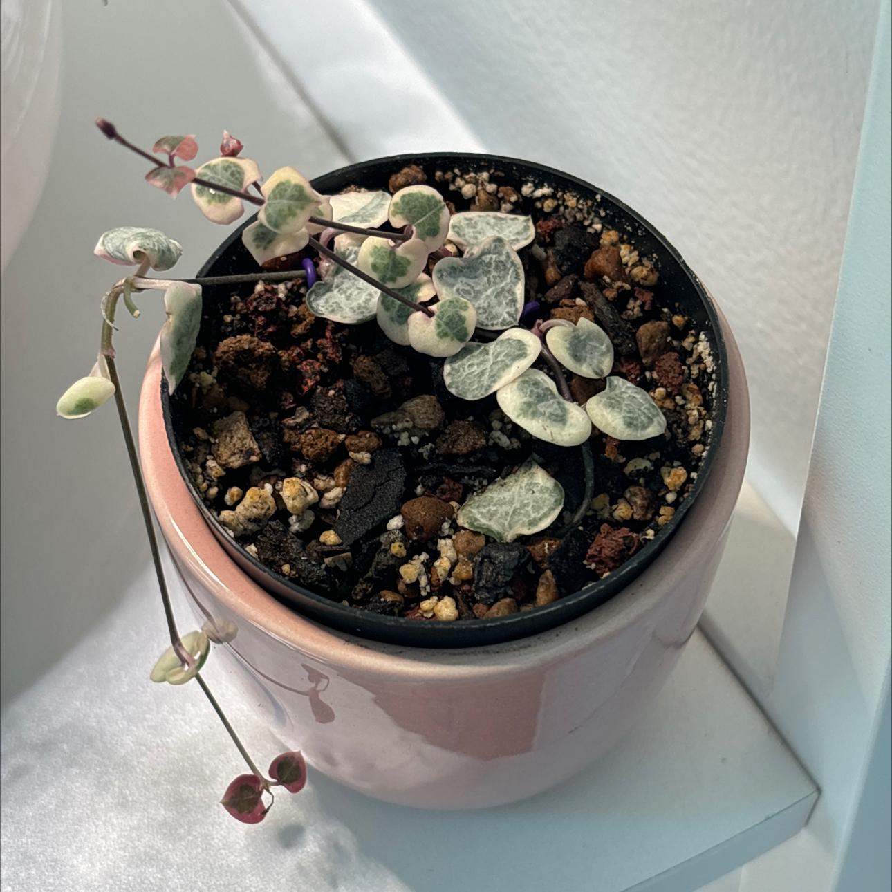 Photo of the plant species String of Hearts by @Newplantgal2023 named LiloStitch on Greg, the plant care app