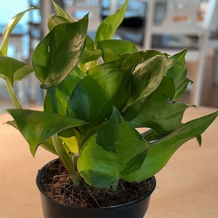 Photo of the plant species Pothos by @Newplantgal2023 named Nemo on Greg, the plant care app