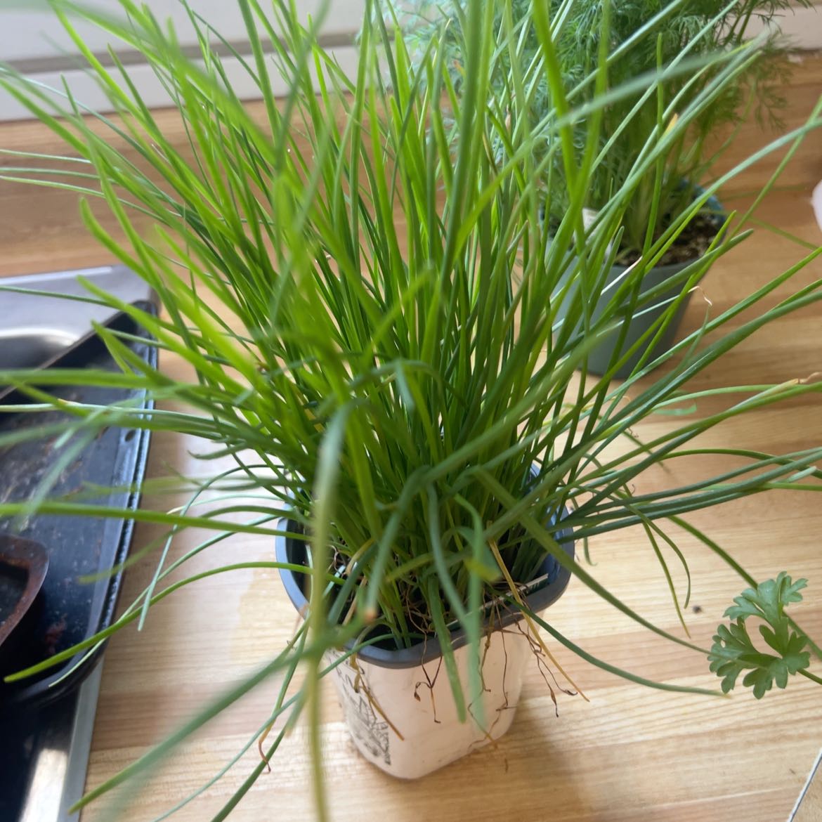 Potted Wild Chives plant with long, thin green leaves in a kitchen setting.