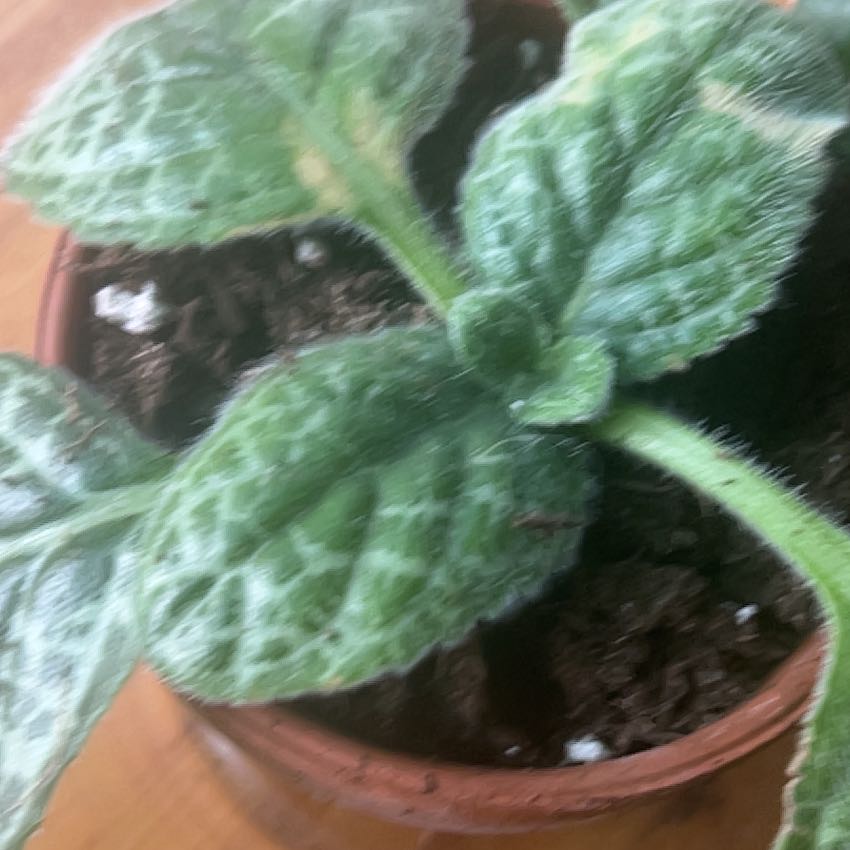Photo of the plant species Streptocarpus 'Pretty Turtle' by @GodsendCalathea named Fernie Mac on Greg, the plant care app