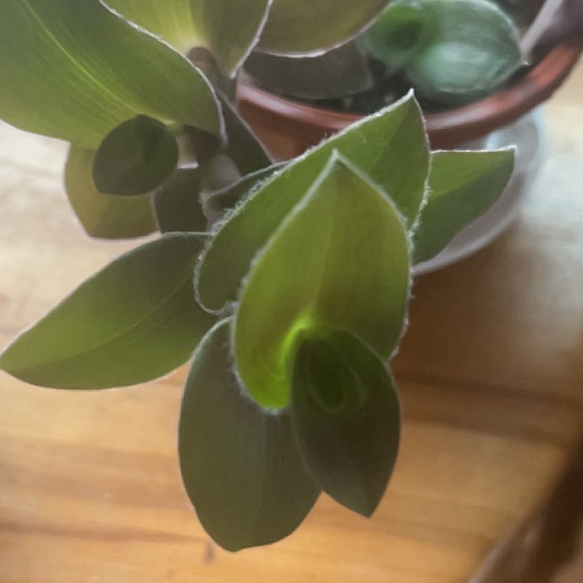 Photo of the plant species Tradescantia Purple Fuzzy by @GodsendCalathea named Orlando Bloom on Greg, the plant care app