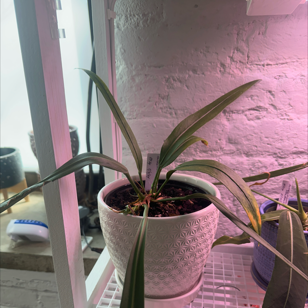 Anthurium vittariifolium plant in a white pot with some yellowing and browning leaves, placed on a shelf.