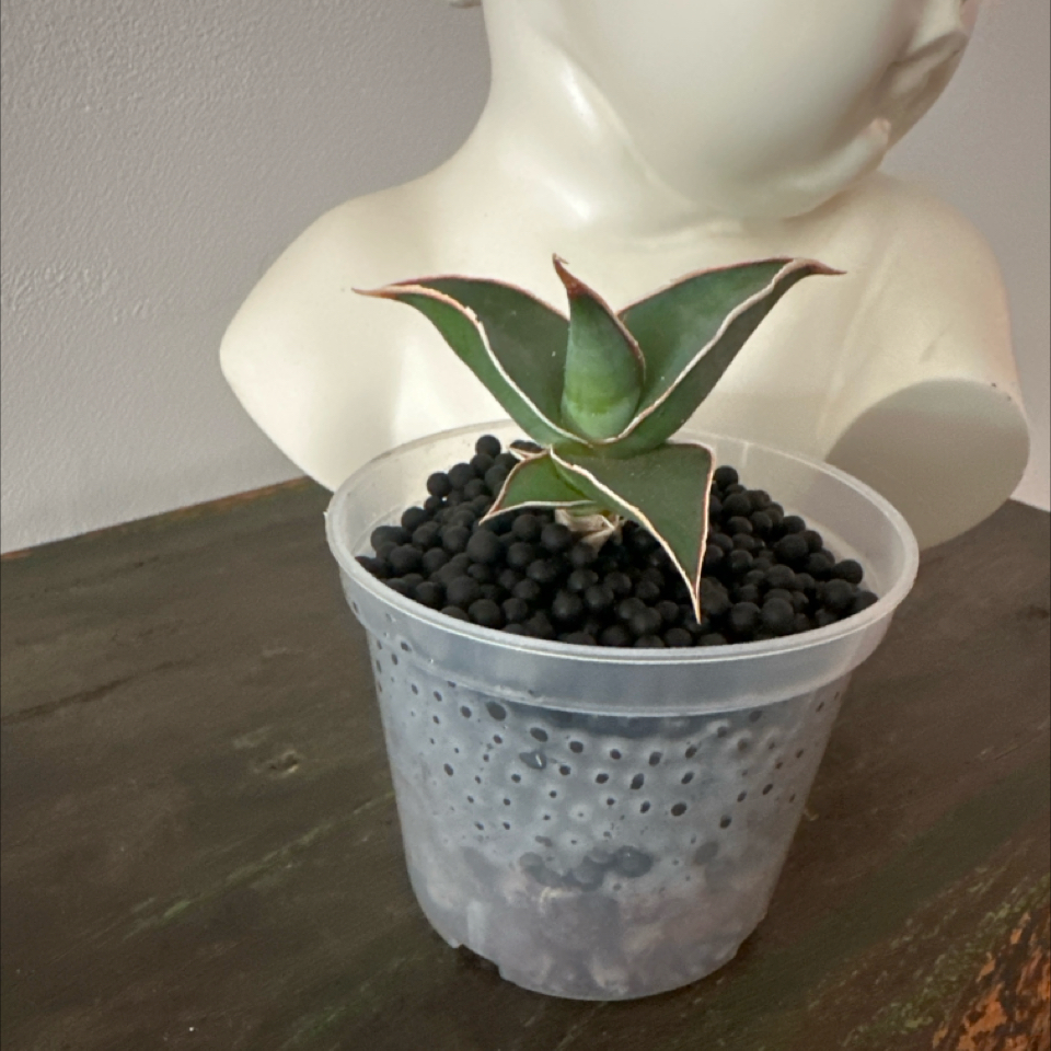 Photo of the plant species Walking Sansevieria by @Berto57 named Sir Plancelot on Greg, the plant care app