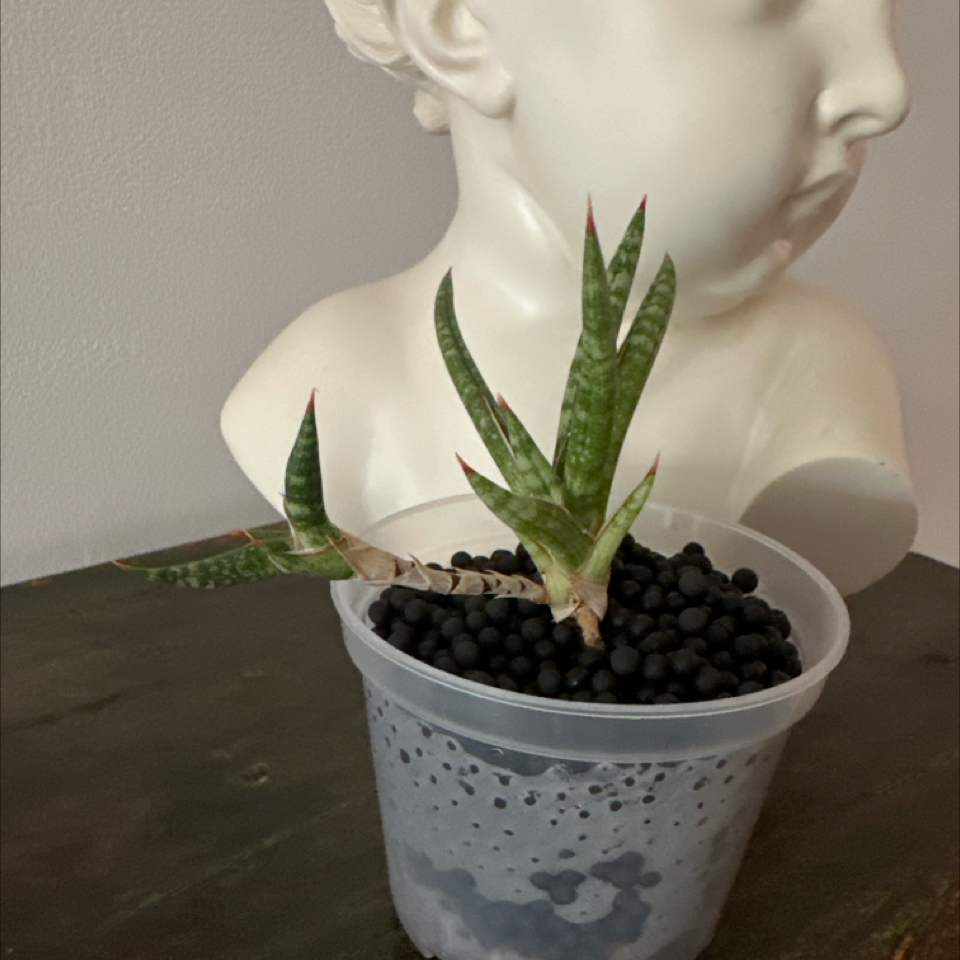 Photo of the plant species Dracaena suffruticosa by @Berto57 named Clooney on Greg, the plant care app