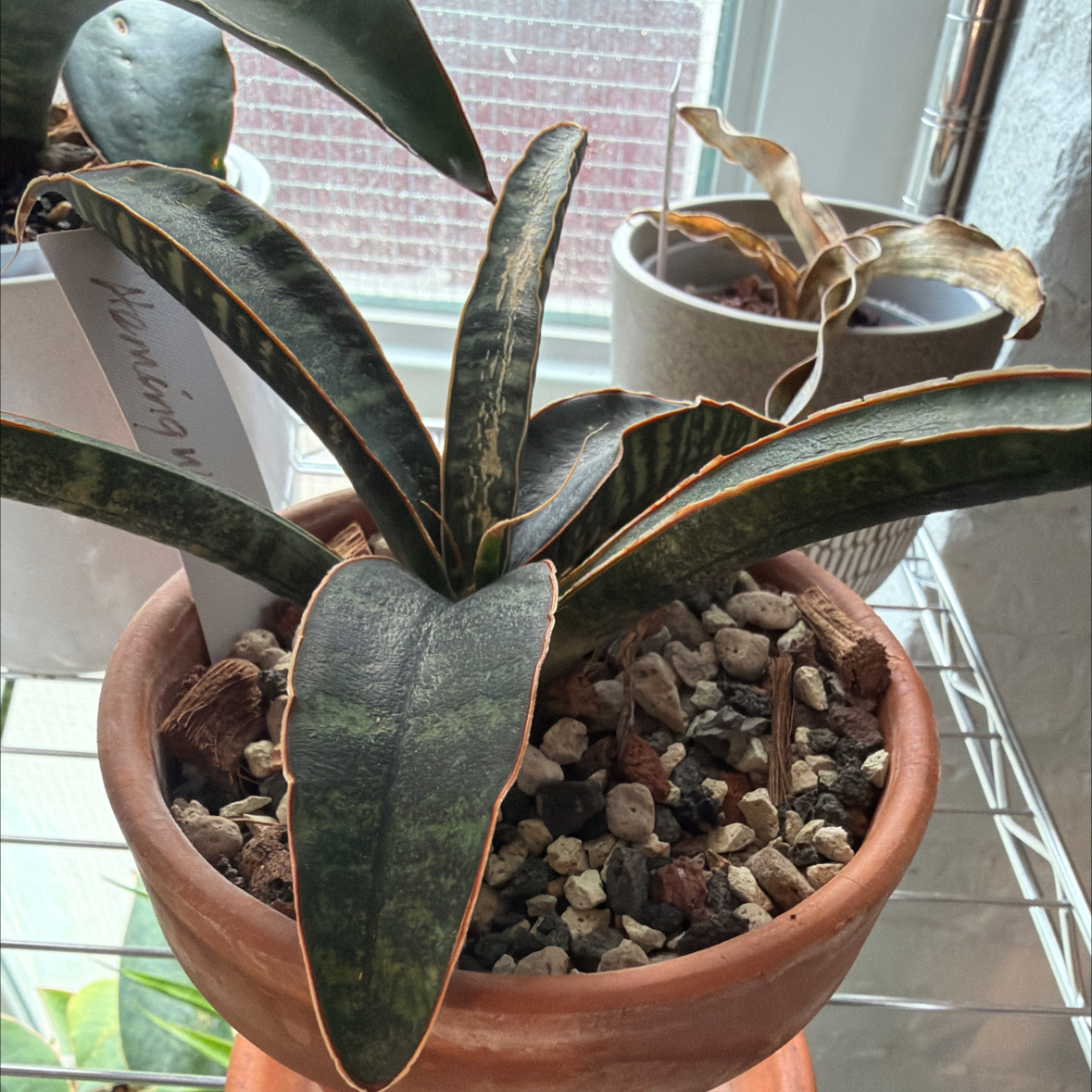 Photo of the plant species Sansevieria Fischeri by @Berto57 named Hemingway on Greg, the plant care app