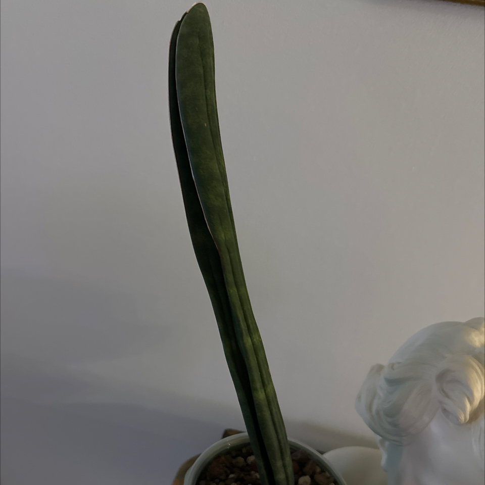 Photo of the plant species Baseball Bat by @Berto57 named Elina Zimbabwe on Greg, the plant care app