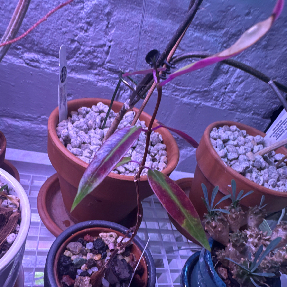 Photo of the plant species Petopentia Natalensis by @Berto57 named Purple Forrest on Greg, the plant care app