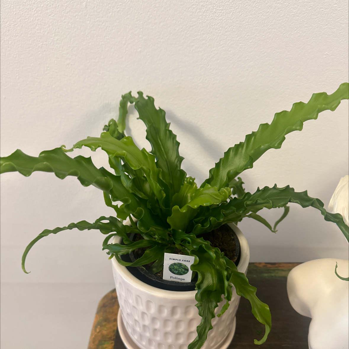 Photo of the plant species Osaka Fern by @Berto57 named Kardashian on Greg, the plant care app