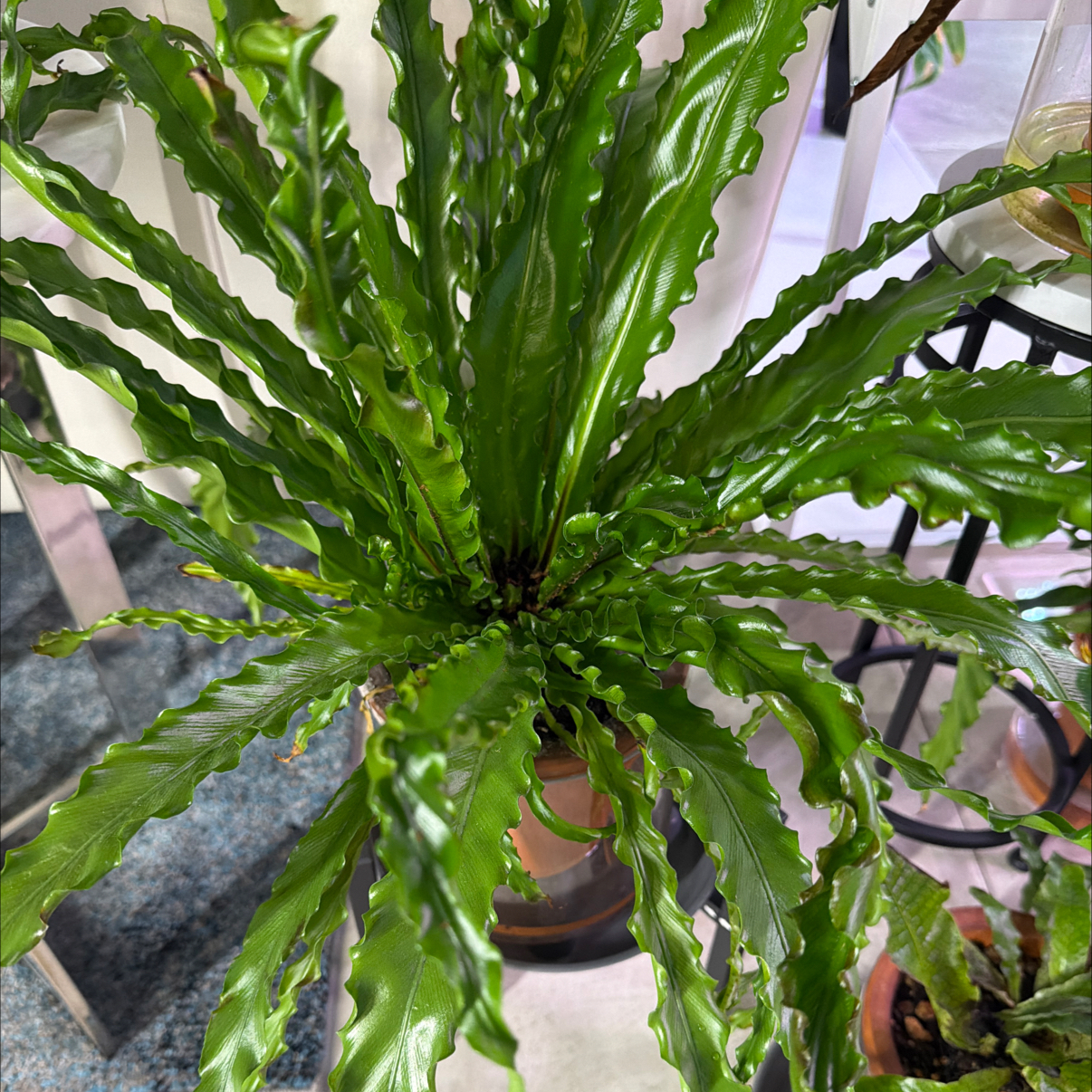 Photo of the plant species Osaka Fern by @Berto57 named Kardashian on Greg, the plant care app
