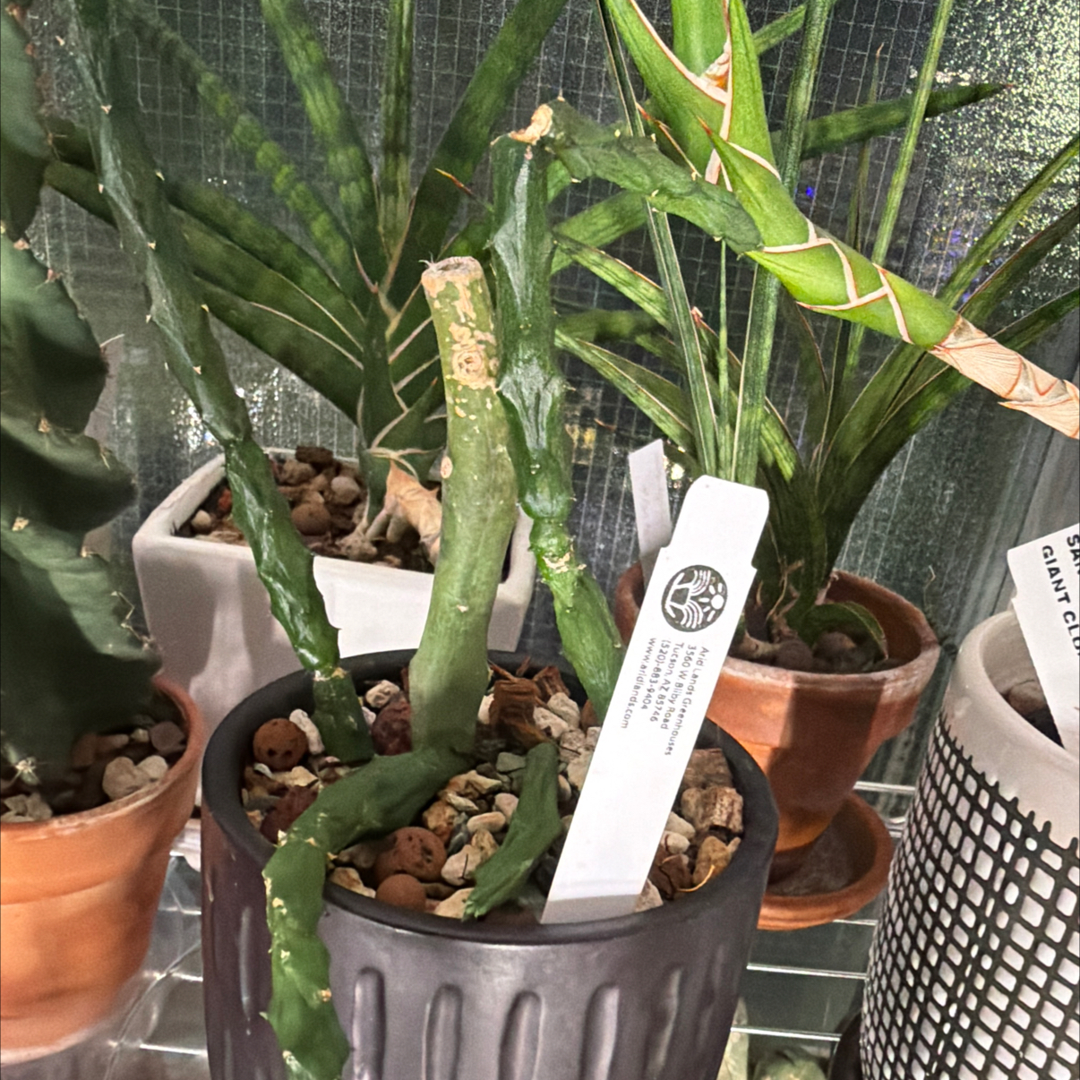 Photo of the plant species Assorted Ceropegia by @Berto57 named Dolores on Greg, the plant care app