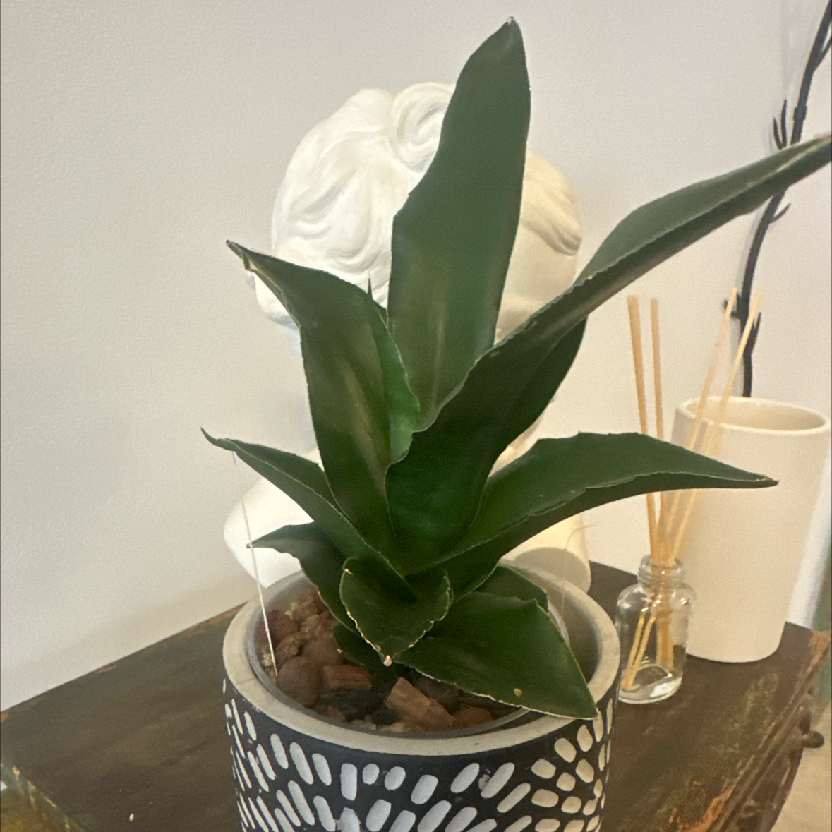 Photo of the plant species Tower Thai by @Berto57 named Kendall Chellomita on Greg, the plant care app