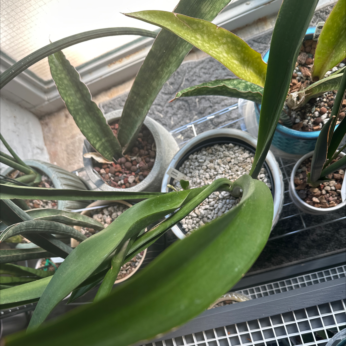 Photo of the plant species Sansevieria Twisted Sister by @Berto57 named Daphne Senegambica on Greg, the plant care app
