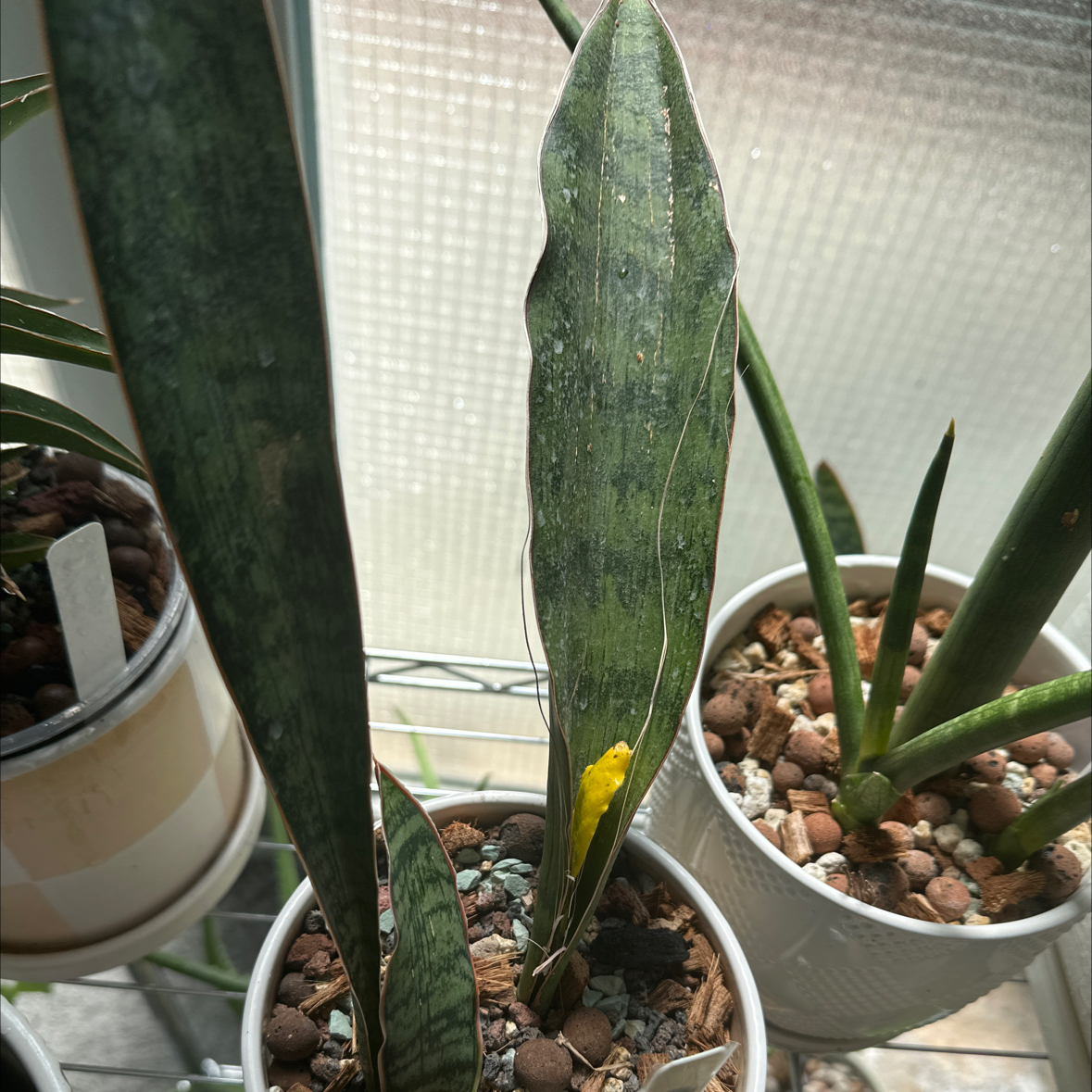Photo of the plant species Star Sansevieria by @Berto57 named Rugosifolia on Greg, the plant care app