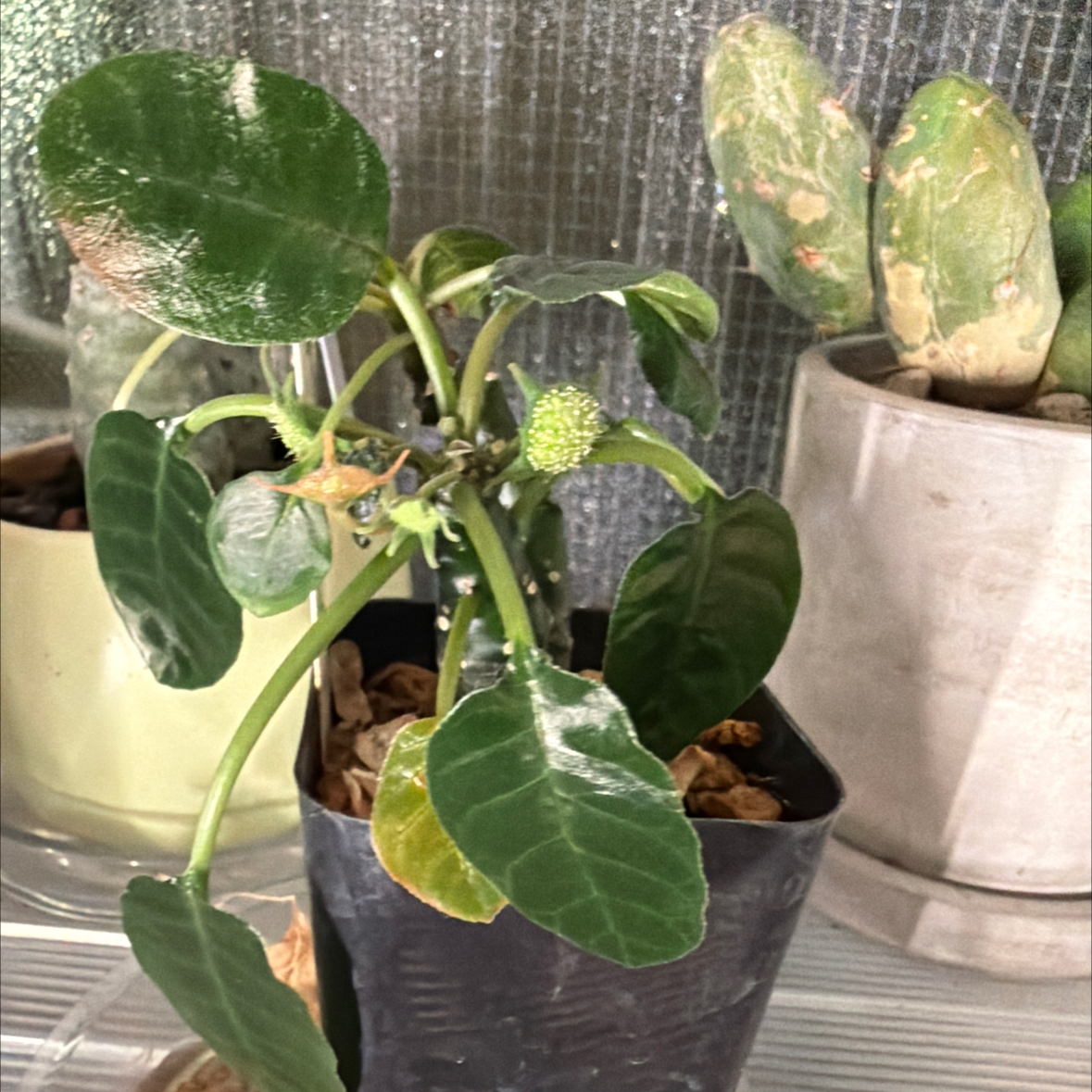 Photo of the plant species Dorstenia foetida by @Berto57 named Shakira on Greg, the plant care app