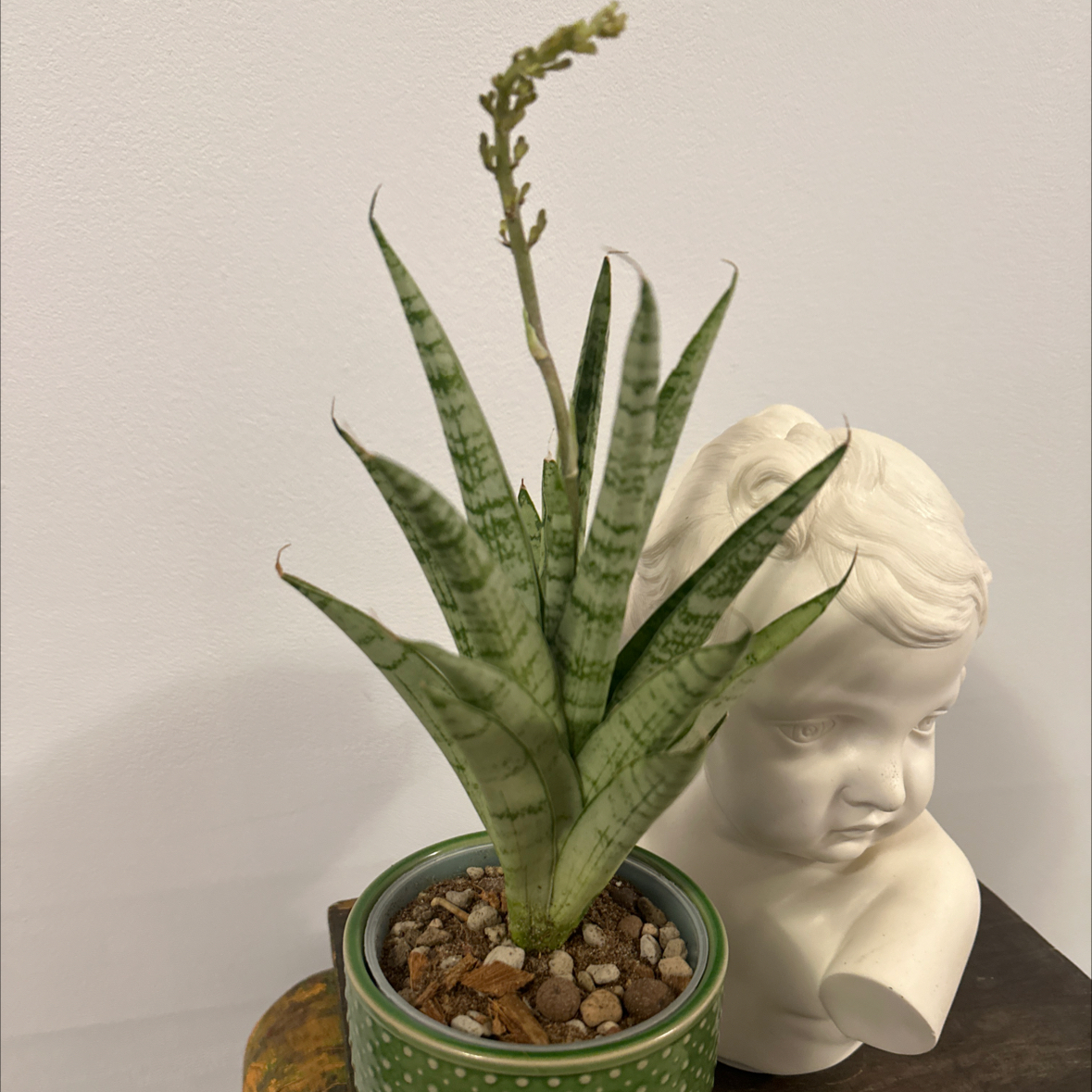 Photo of the plant species Tower Thai by @Berto57 named Jewel Crown on Greg, the plant care app
