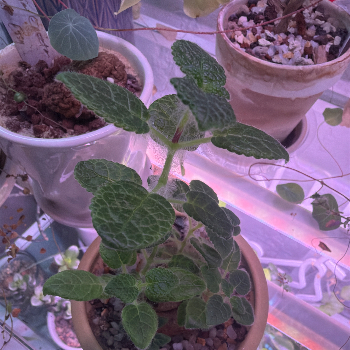 Photo of the plant species Sinningia bullata by @Berto57 named Homer on Greg, the plant care app