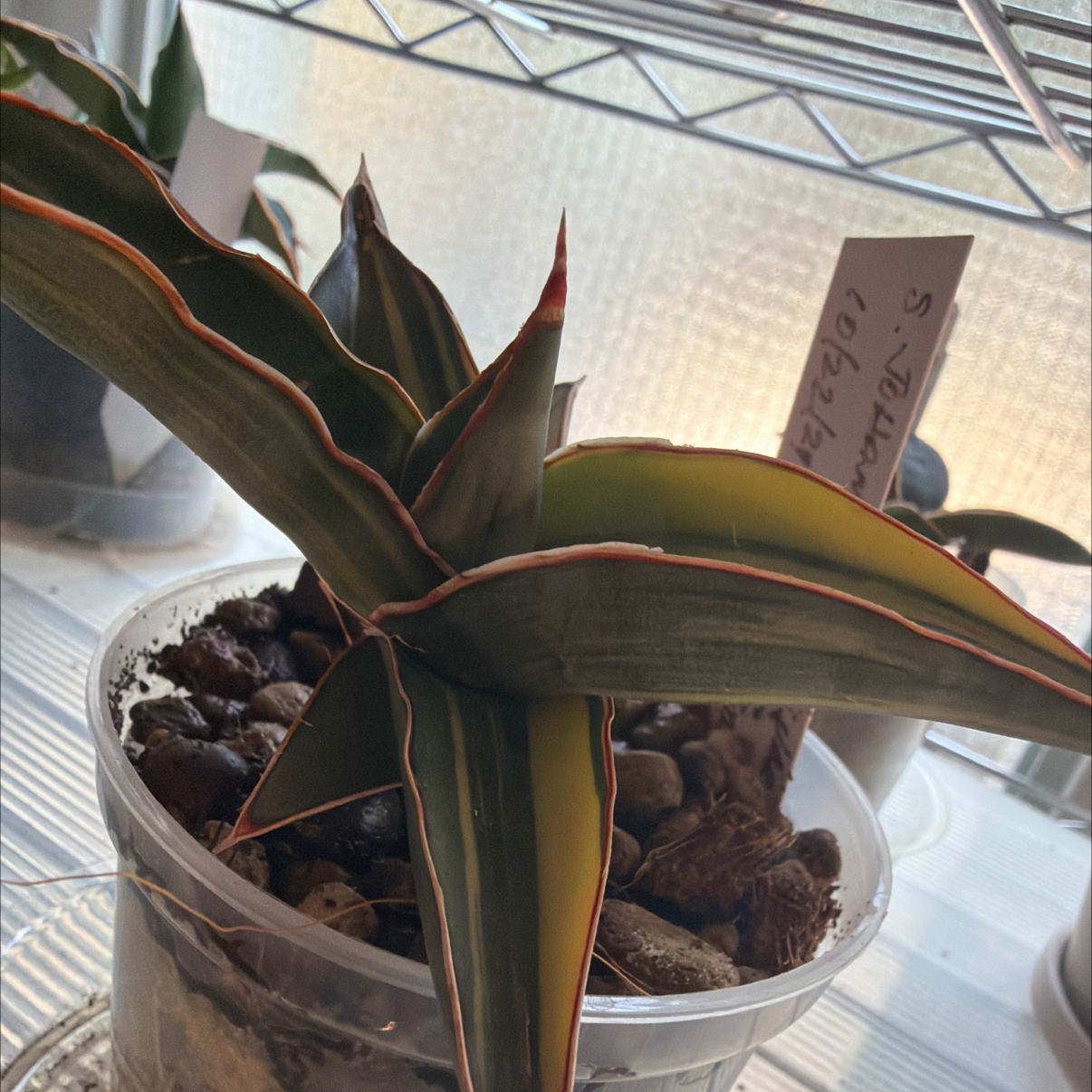 Photo of the plant species Sansevieria 'Samurai' by @Berto57 named Johannesburg var on Greg, the plant care app