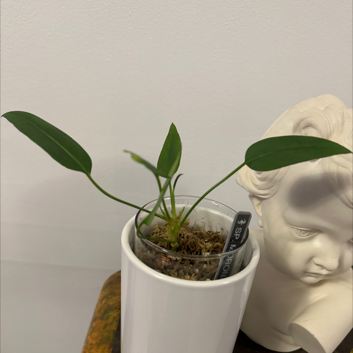 Photo of the plant species Sp. Morona by @Berto57 named La Morona on Greg, the plant care app