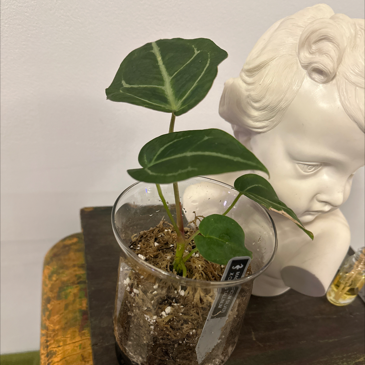 Photo of the plant species Anthurium magnificum x crystallinum by @Berto57 named Mag Silver x Crystall on Greg, the plant care app