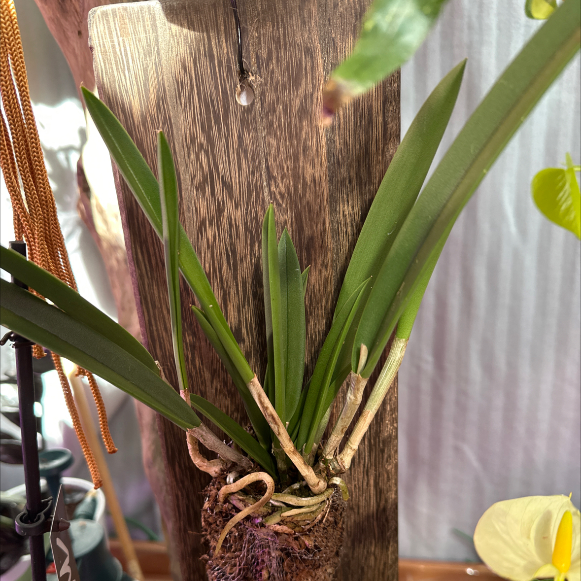 Photo of the plant species Brassocattleya Yellow Bird 'Richard Mueller' by @Berto57 named Rihanna on Greg, the plant care app