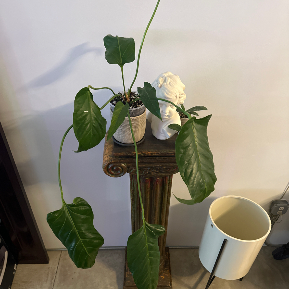 Photo of the plant species Billifolius Rex by @Berto57 named Big Bill on Greg, the plant care app