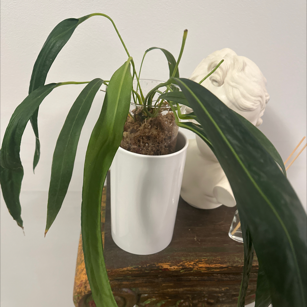 Photo of the plant species Friedrichsthal's Anthurium by @Berto57 named Friedrich Freud on Greg, the plant care app