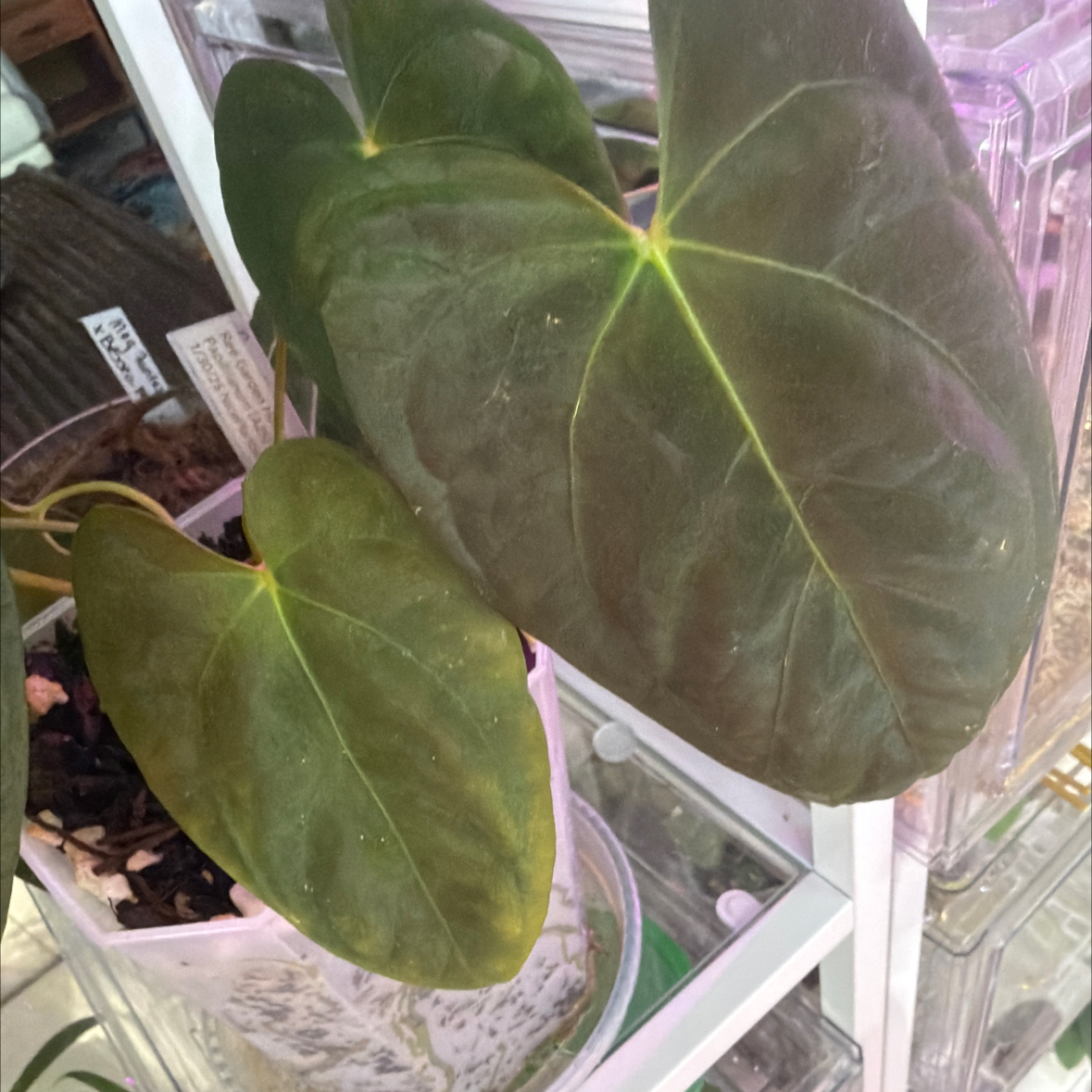 Photo of the plant species Anthurium Hybrid by @Berto57 named Ree garden Hoffmanni x Ree Pap on Greg, the plant care app