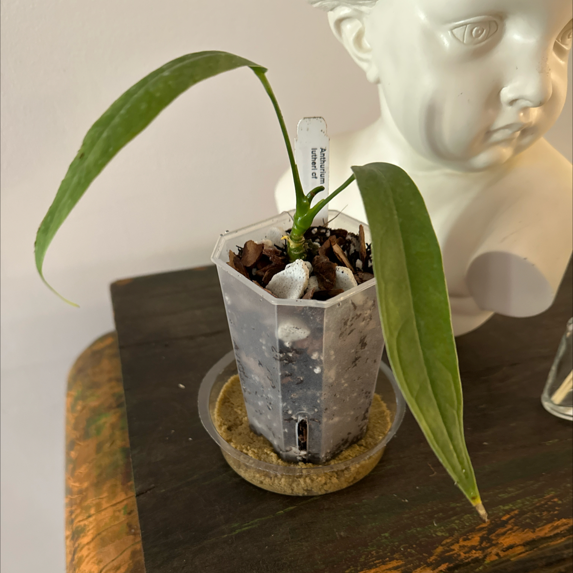 Photo of the plant species Anthurium by @Berto57 named Lutheri cf on Greg, the plant care app