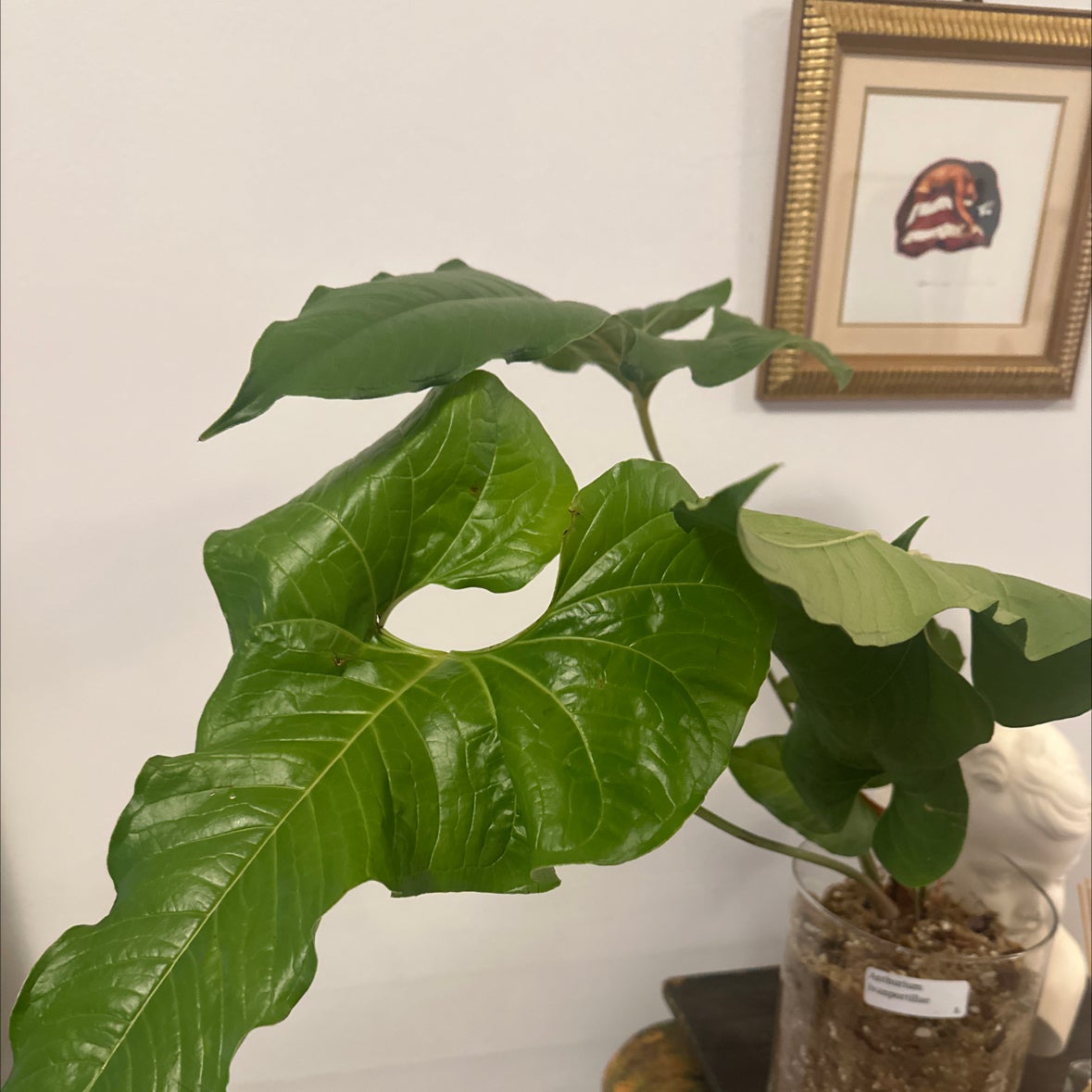 ラスト1鉢 Anthurium ivanportillae　イヴァンポルティラエ ラスト1鉢 Anthurium ivanportillae イヴァンポルティラエ - メルカリ