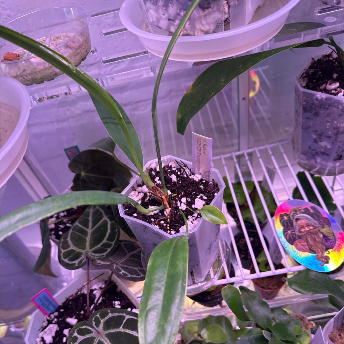 Photo of the plant species Anthurium bakeri by @Berto57 named Greg the Bakeri on Greg, the plant care app