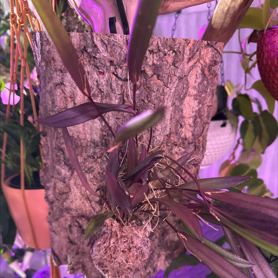 Plant care for Sarcochilus 'Kulnura Fireball Gx Deep Velvet' on Greg, the plant care app