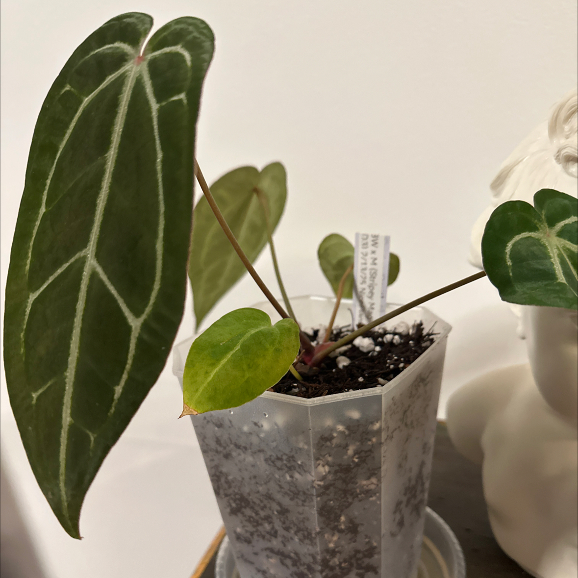 Photo of the plant species Anthurium Black Sensation by @Berto57 named Bootleg BW x M (Stripey Mag Pap X Dr B Purple F2) on Greg, the plant care app