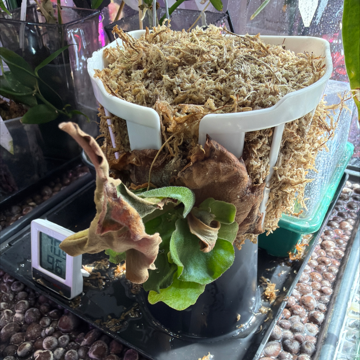 Photo of the plant species Elephant Staghorn Fern by @Berto57 named Muhammad Ali on Greg, the plant care app