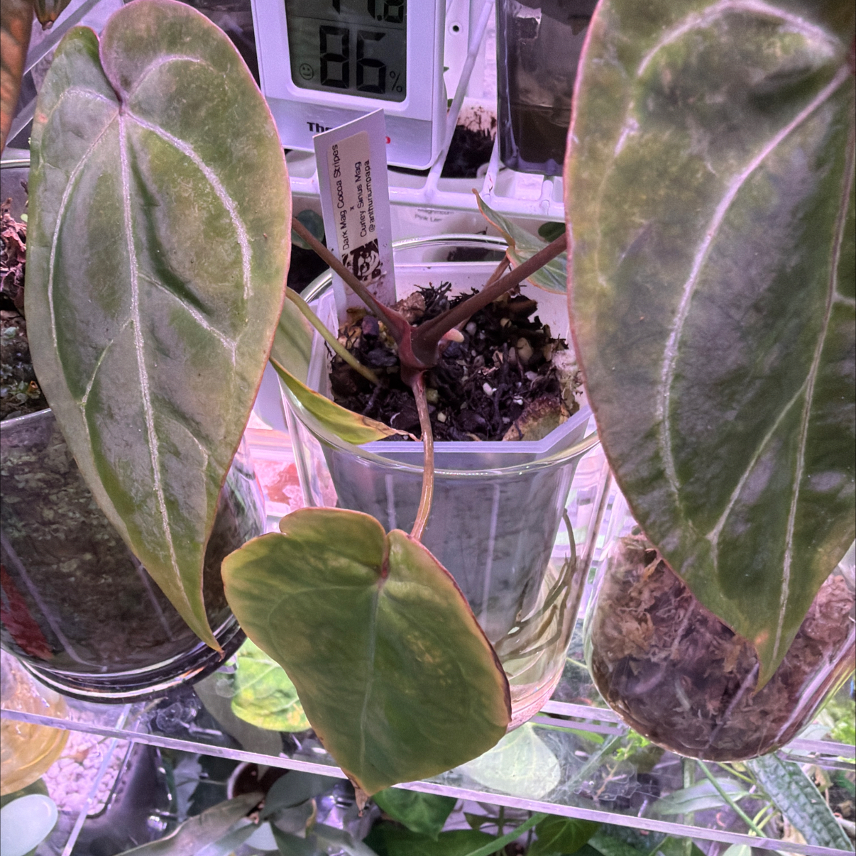 Photo of the plant species Anthurium Dark Phoenix x Magnificum by @Berto57 named Dark Mag Cocoa Stripes x Curly Sinus Mag on Greg, the plant care app