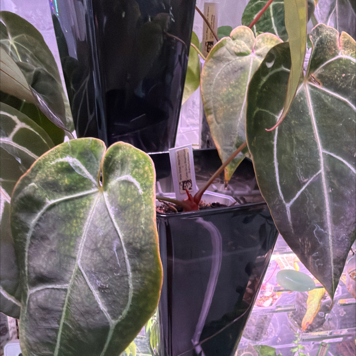 Photo of the plant species Anthurium Hybrid by @Berto57 named AP Wide Sinus Mag x Curly Sinus Mag on Greg, the plant care app