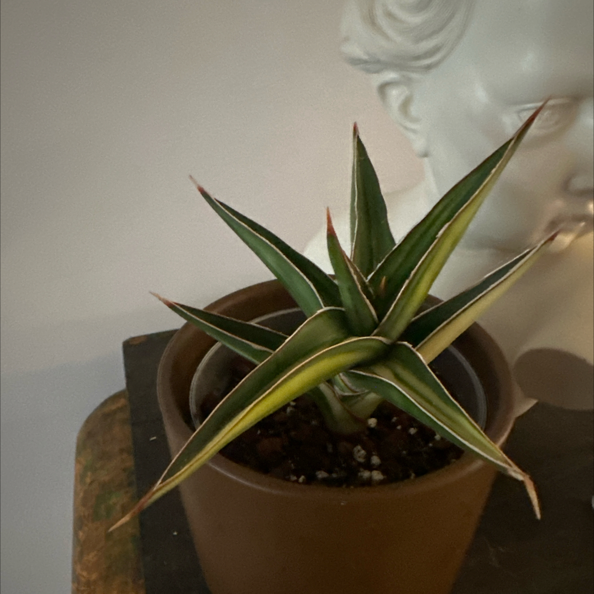 Photo of the plant species Lavranos 1970 by @Berto57 named Lavranos 23251 variegated on Greg, the plant care app