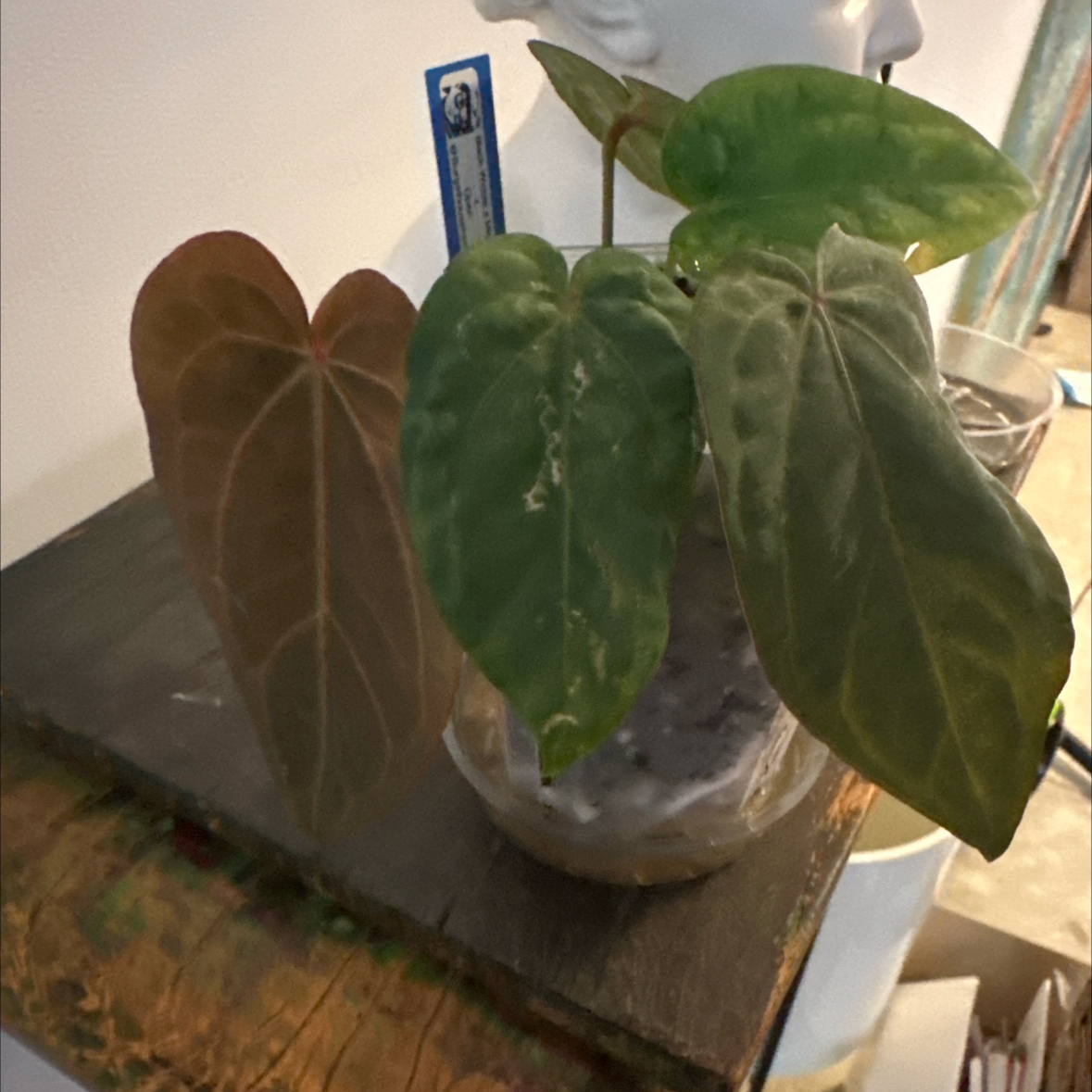 Photo of the plant species Anthurium Black Sensation by @Berto57 named APapa Black Widow x Michelle Open on Greg, the plant care app