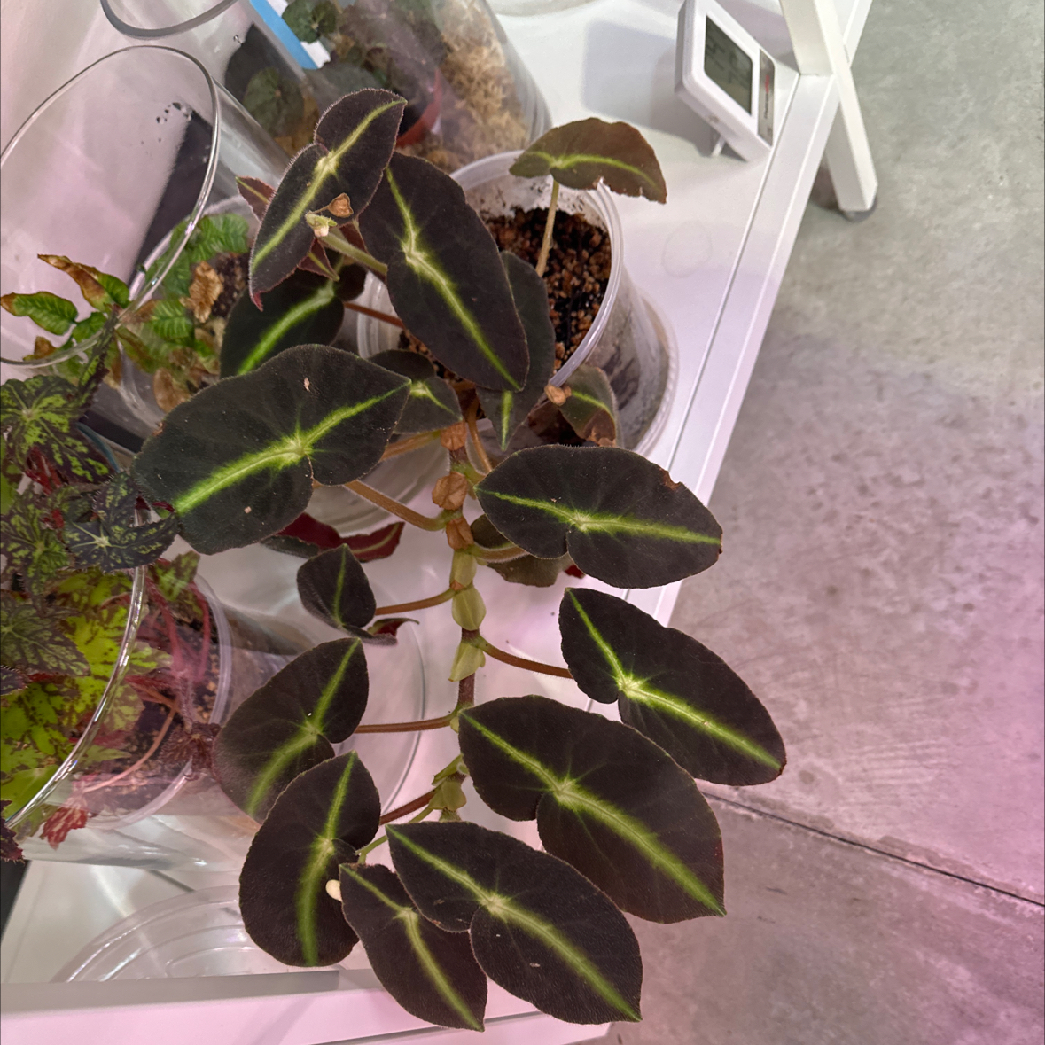 Photo of the plant species Double Dot by @Berto57 named Begonia Listada on Greg, the plant care app