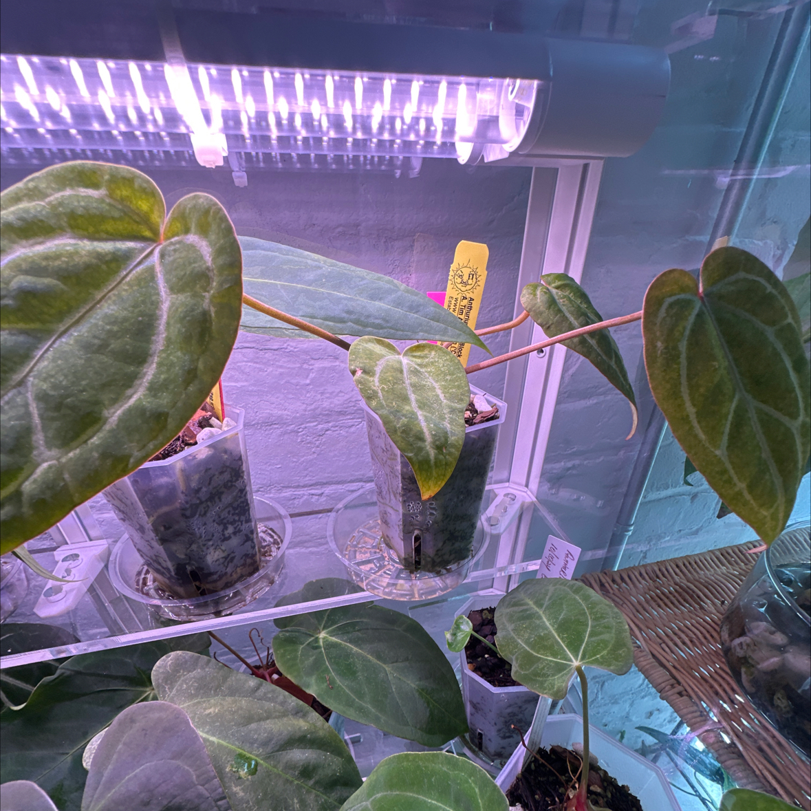Photo of the plant species Anthurium Doc Block F2 by @Berto57 named Dr Block red F2 x TA Crystal Mag / Tim’s Black on Greg, the plant care app